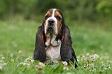 BASSET HOUND 034